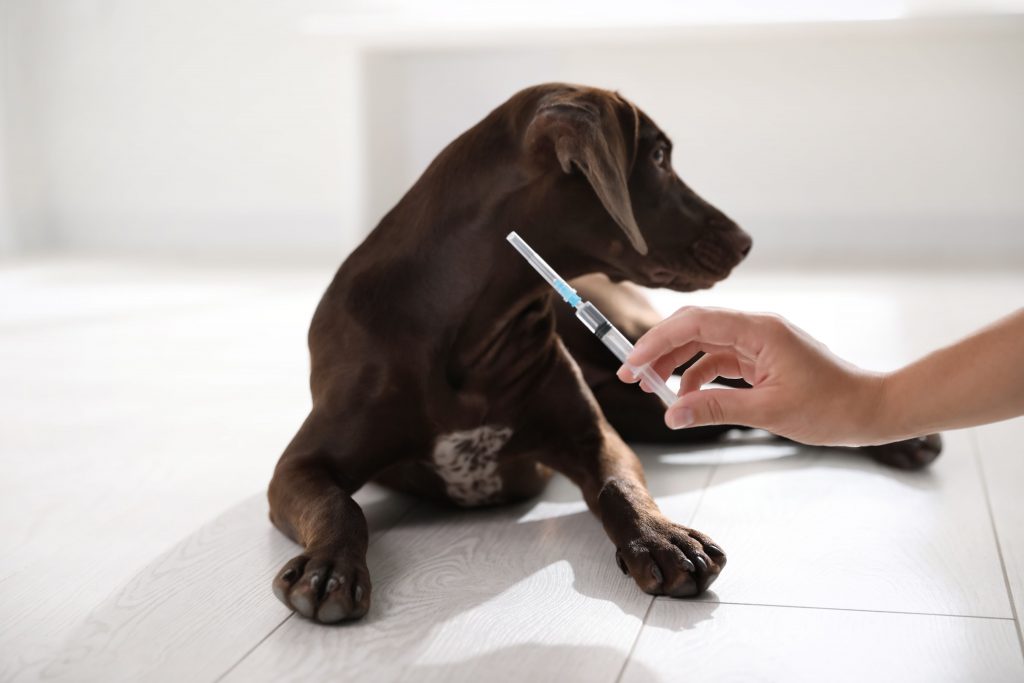 Tutor segurando seringa para dar remédio ao seu cachorro que está deitado ao fundo