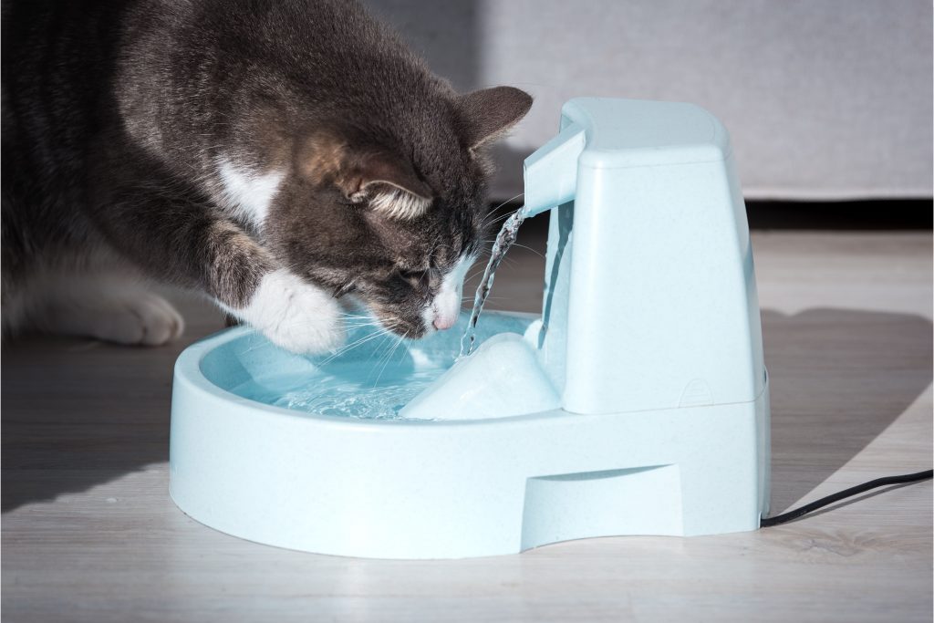 Gato cinza bebendo água em uma fonte azul