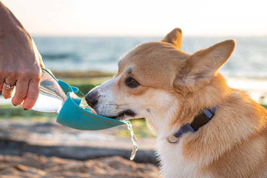 Cachorro da raça Corgi bebendo água, ao ar livre, durante o passeio, em um bebedouro portátil