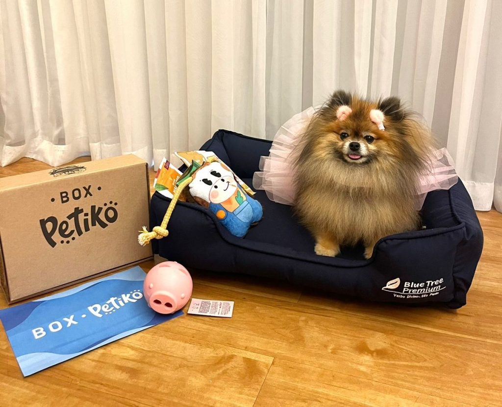 Cachorro da raça Spitz Alemão (Lulu da Pomerânia) com BOX.Petiko no quarto do hotel Blue Tree Premium