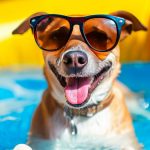 Cachorro se refrescando em um dia de calor dentro de uma piscina inflável e usando óculos de sol