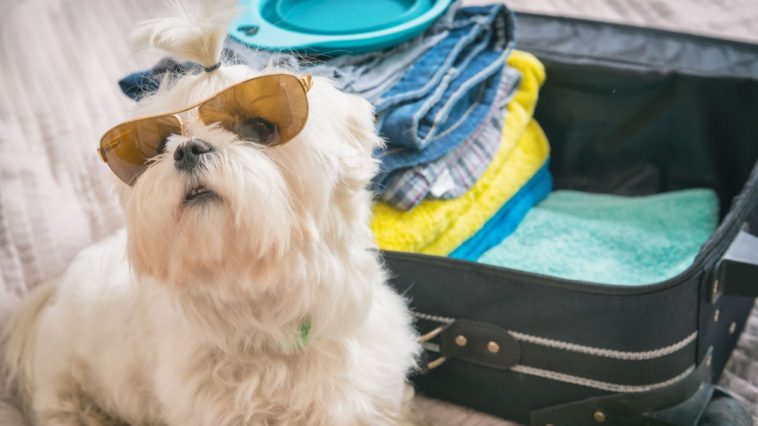 Cachorro usando divertido óculos escuros em frente a uma mala de viagem