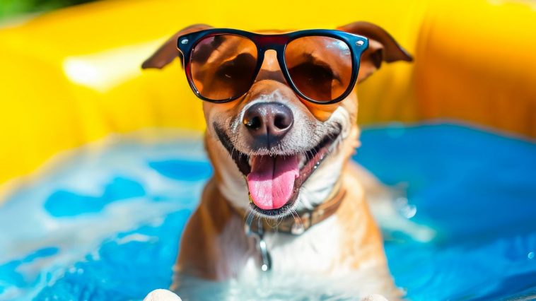 Cachorro se refrescando em um dia de calor dentro de uma piscina inflável e usando óculos de sol