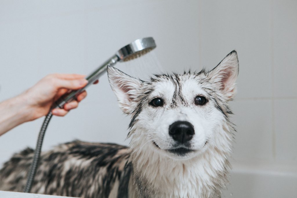 Cachorro da raça Husky Siberiano tomando banho em uma banheira com chuveiro