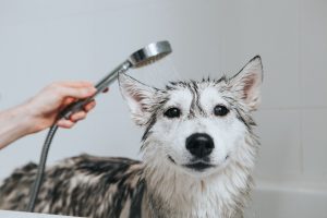 Cachorro da raça Husky Siberiano tomando banho em uma banheira com chuveiro