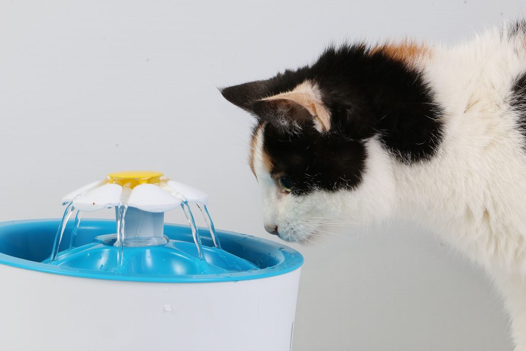 Gato tricolor interagindo com fonte de água