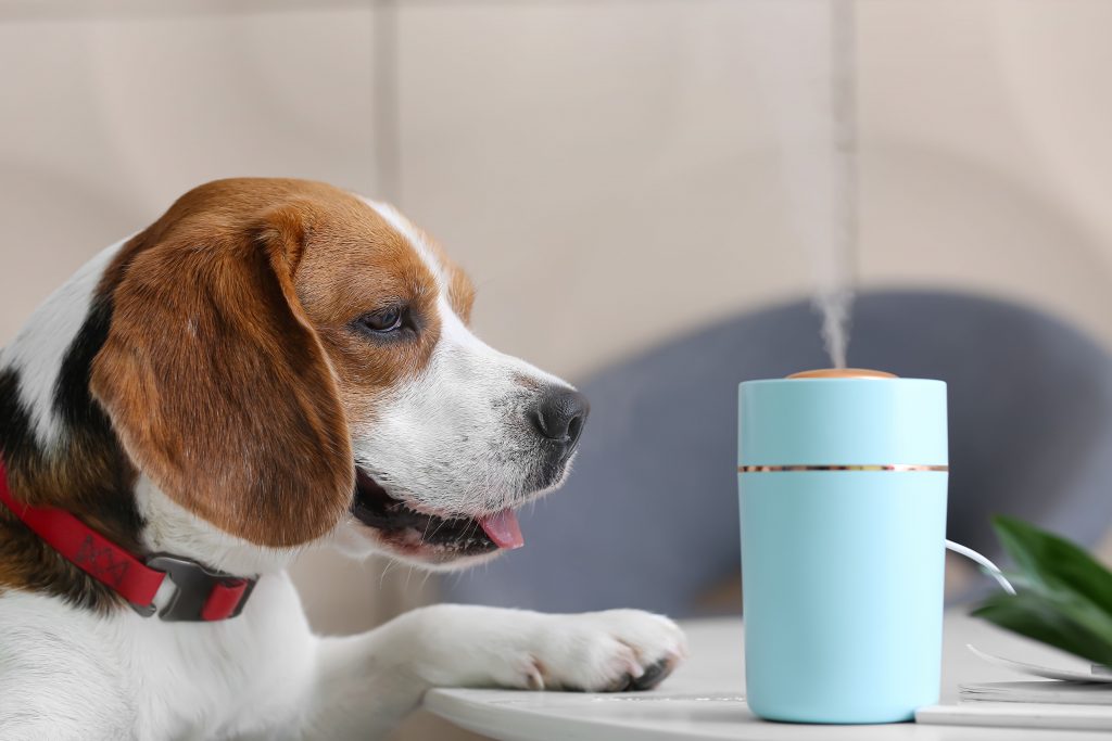 Cachorro de pé, apoiado em uma mesa, observando umidificador de ar