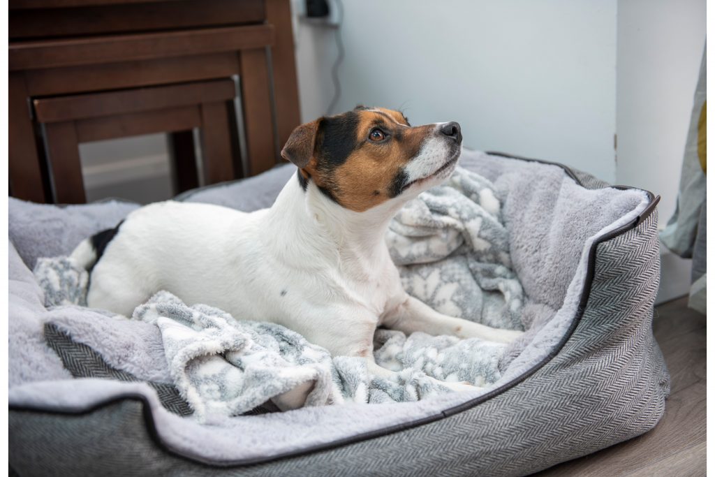 Cachorro deitado em cama cinza com coberta