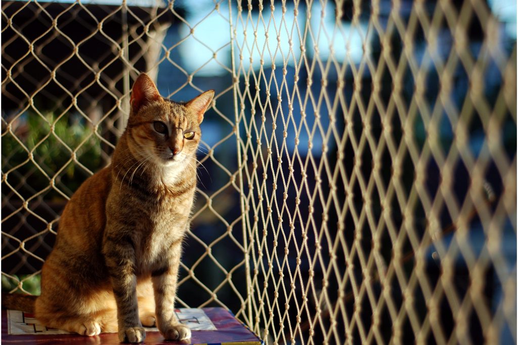 Gato sentado em sacada com rede de proteção instalada