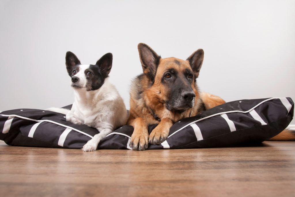 Cachorro grande e cachorro pequeno que são amigos deitados em uma única caminha