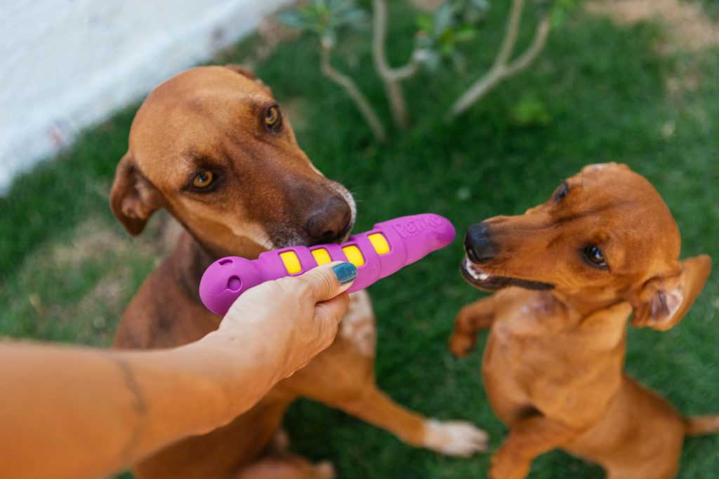 Ao ar livre, no gramado, dois cachorros brincam com brinquedo mordedor Lagartina do BOX.Petiko