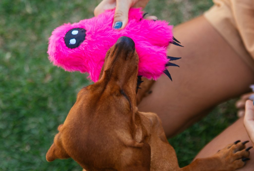 Cachorro brincando com brinquedo de pelúcia Rosie Boo enviado no BOX.Petiko