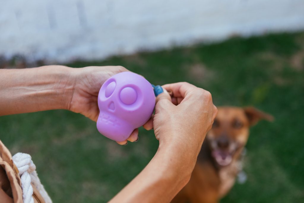 Ao ar livre, no gramado, tutora coloca petisco no brinquedo Beca Veira, enviado no BOX.Petiko, enquanto cachorro observa