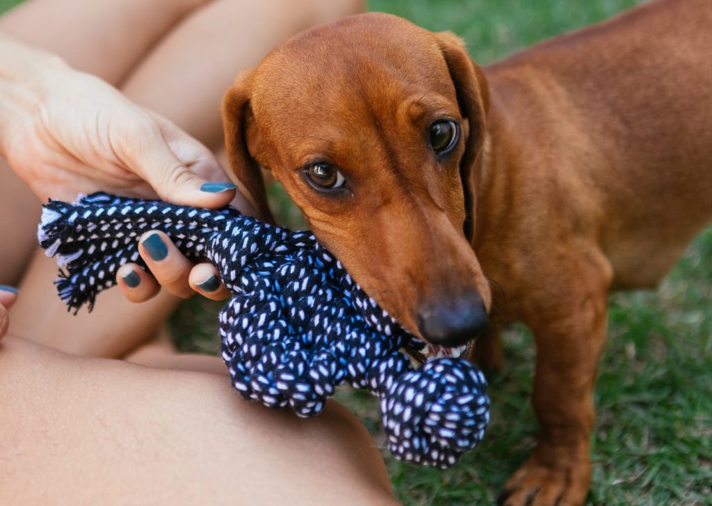 Junto com sua tutora, cachorro brinca com brinquedo de corda do BOX.Petiko