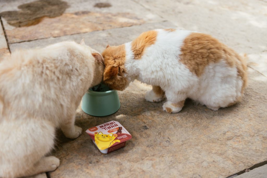 Dois gatos, no quintal de casa, comendo Alimento úmido Marmitinha sabor fígado enviado no BOX.Petiko