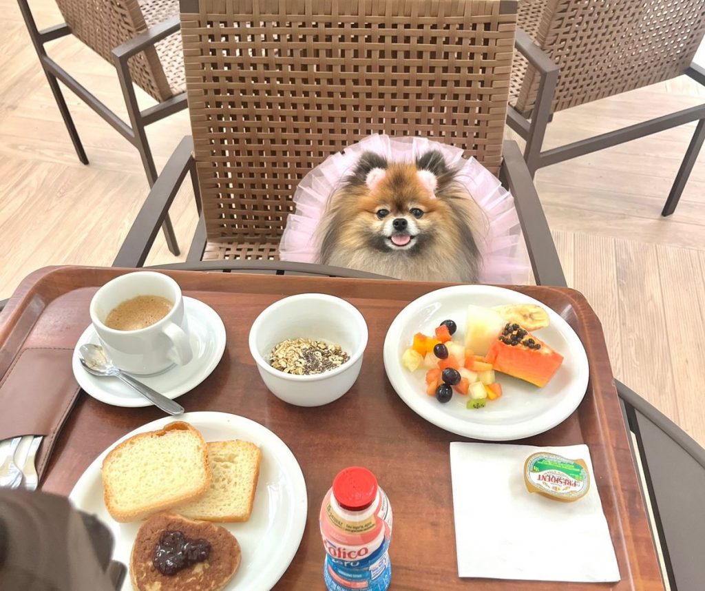 Cachorro da raça Spitz Alemão (Lulu da Pomerânia) na área de café da manhã do Hotel Blue Tree Premium