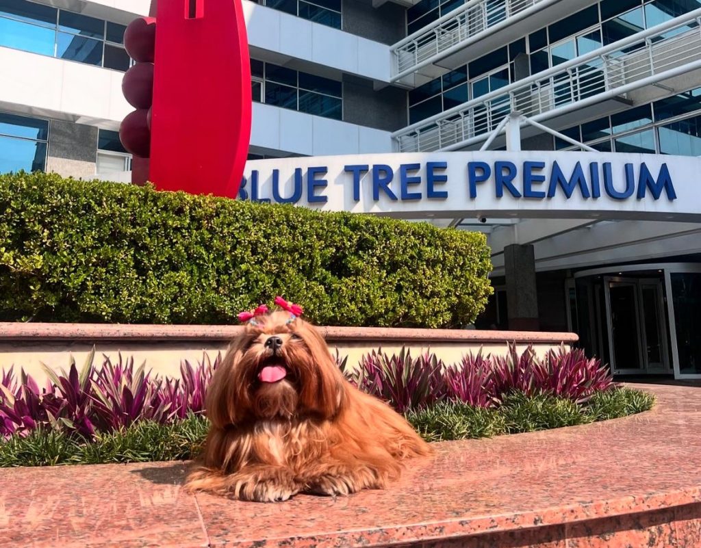 Cachorro em frente ao hotel Blue Tree Premium