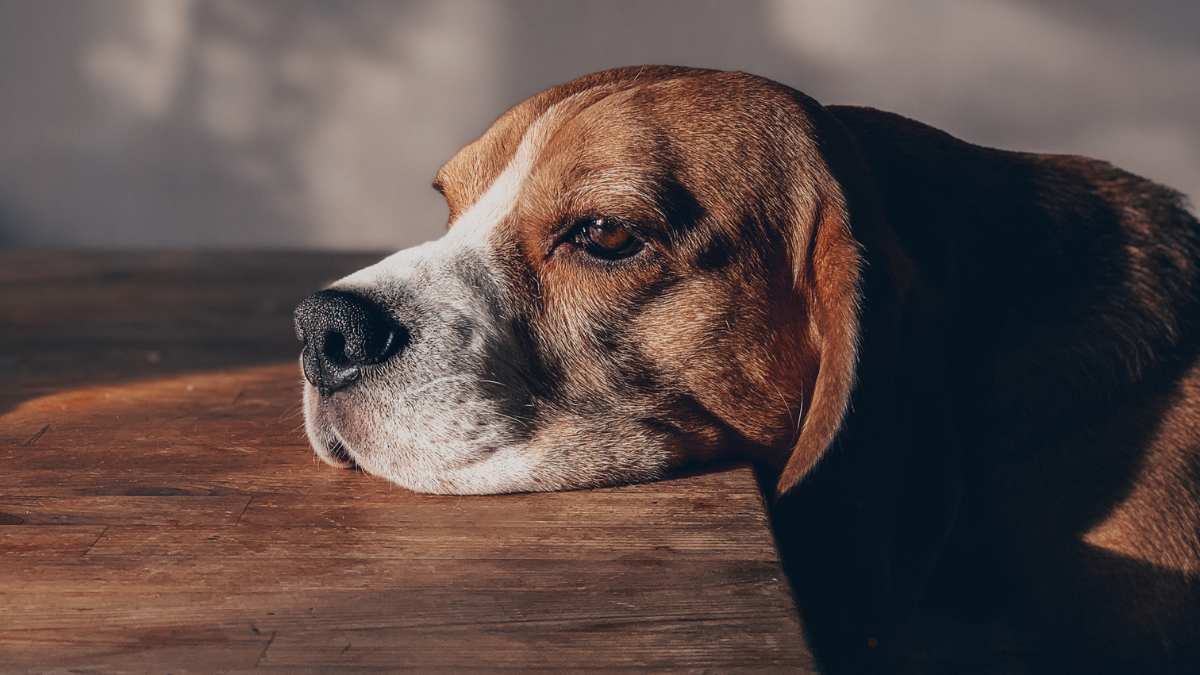 Sinais de tédio em pets: 5 comportamentos que você precisa observar