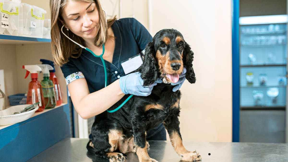 Check-up em casa para pets: 7 cuidados essenciais para fazer toda semana