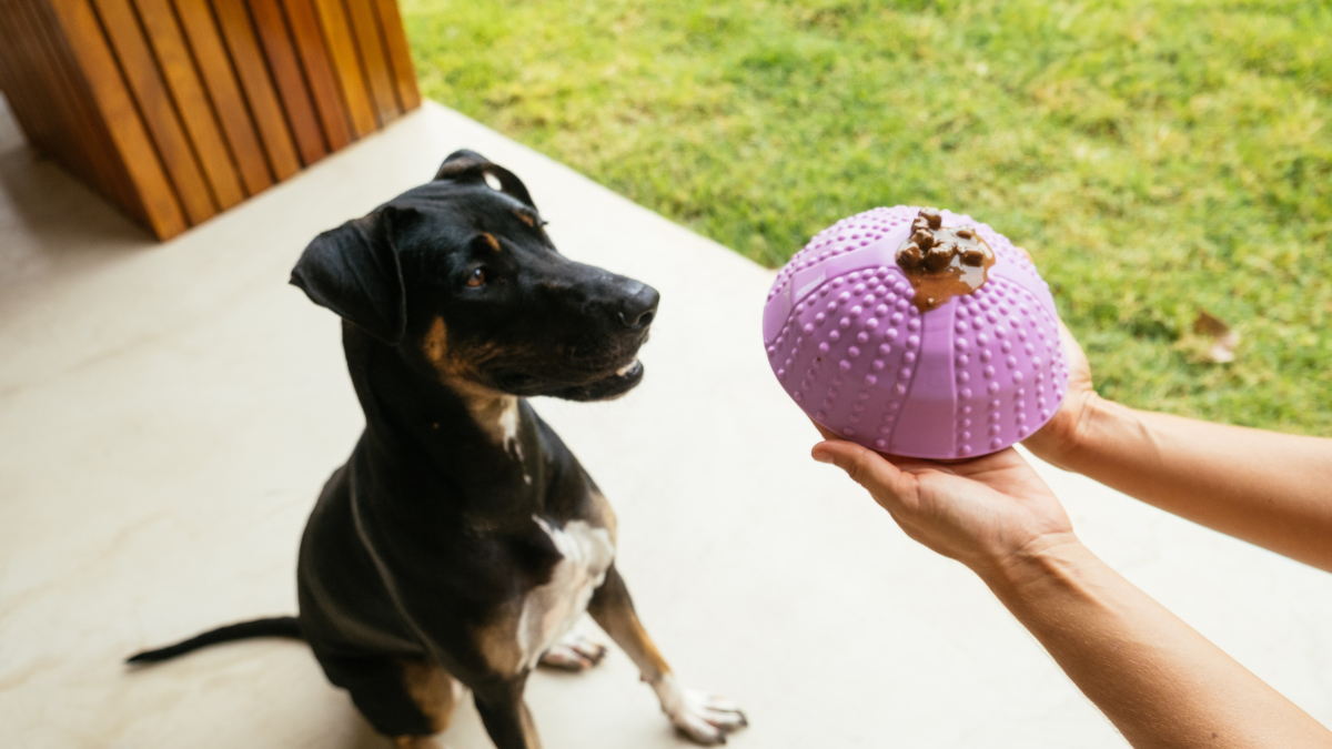 Comedouro Bowl 4 em 1 para pets: mais praticidade e cuidado na hora da refeição