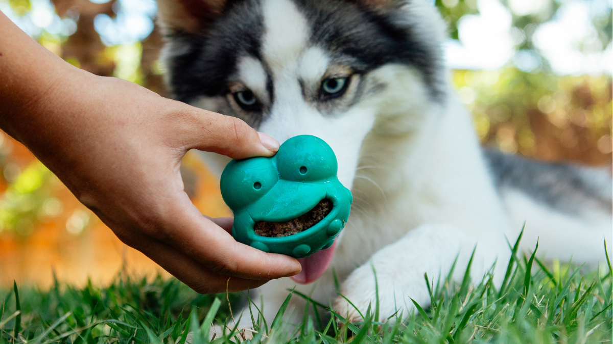 5 sinais de que seu cachorro é mais inteligente do que parece