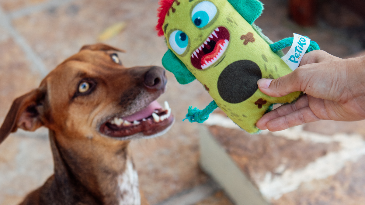 Halloween para pets: dicas da Petiko para combater o tédio com diversão