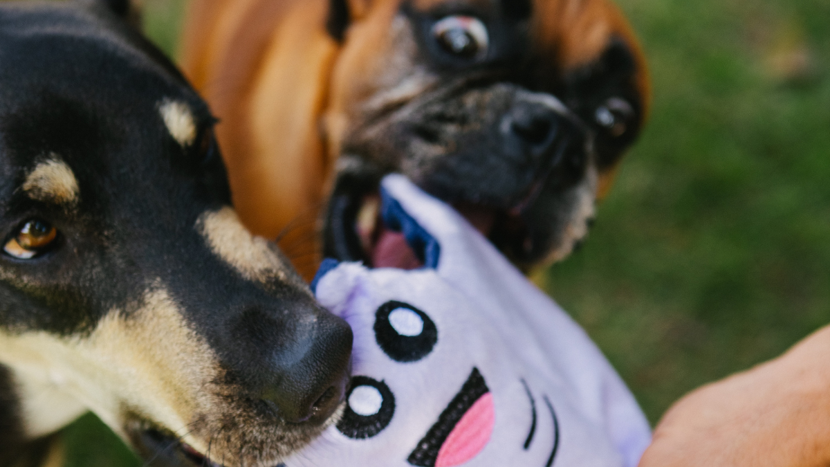 Ciúmes em cães e gatos: entenda os sinais e o que fazer