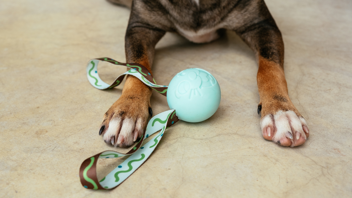 Bolota, o Coelho: o brinquedo de Páscoa que virou favorito dos cães grandes