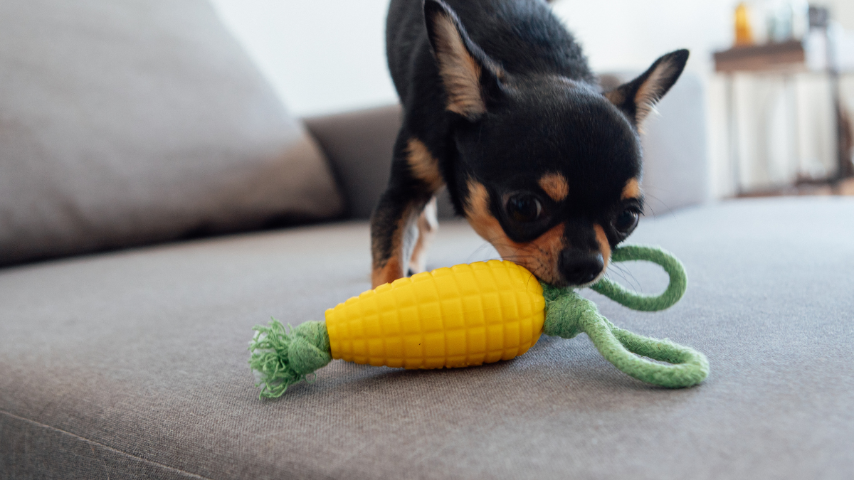 Por que brinquedos como milho e cenoura fazem tanto sucesso com os cães?