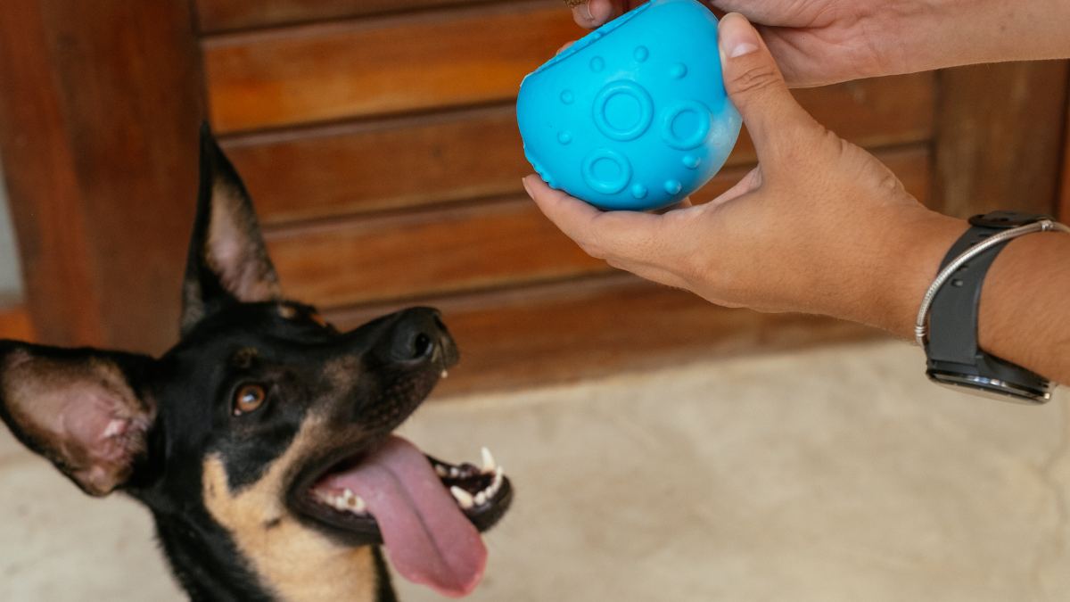 Quando trocar os brinquedos do seu cachorro?