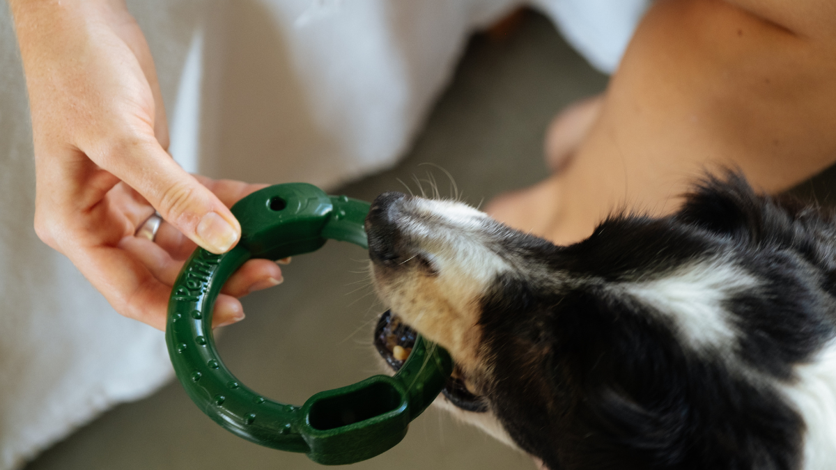 Mordedores: por que eles são importantes para os cães?