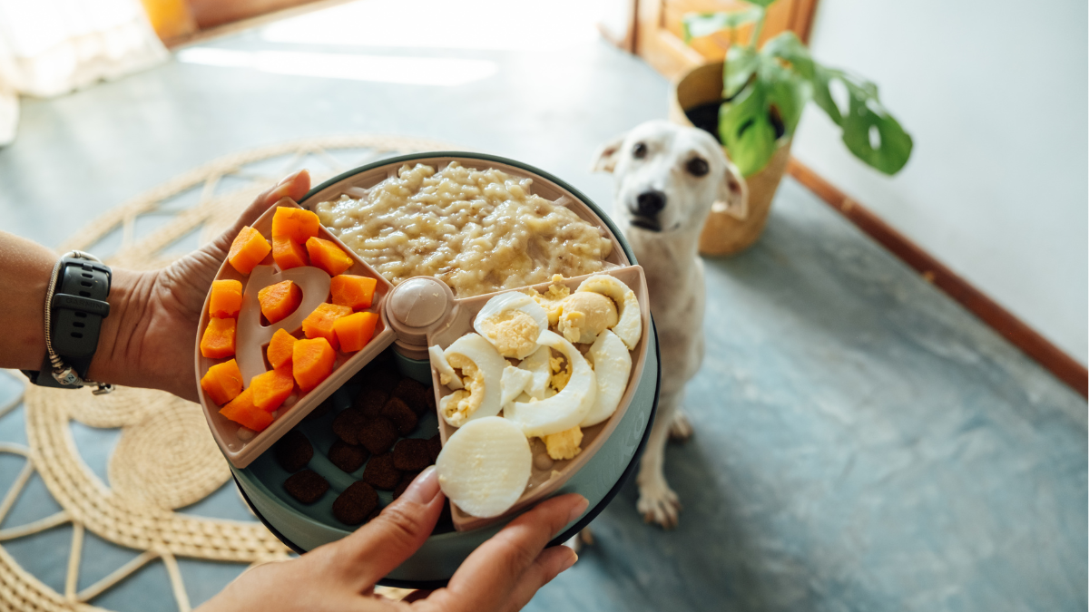 Layers: o comedouro Petiko que une design, cuidado e funcionalidade na rotina dos pets