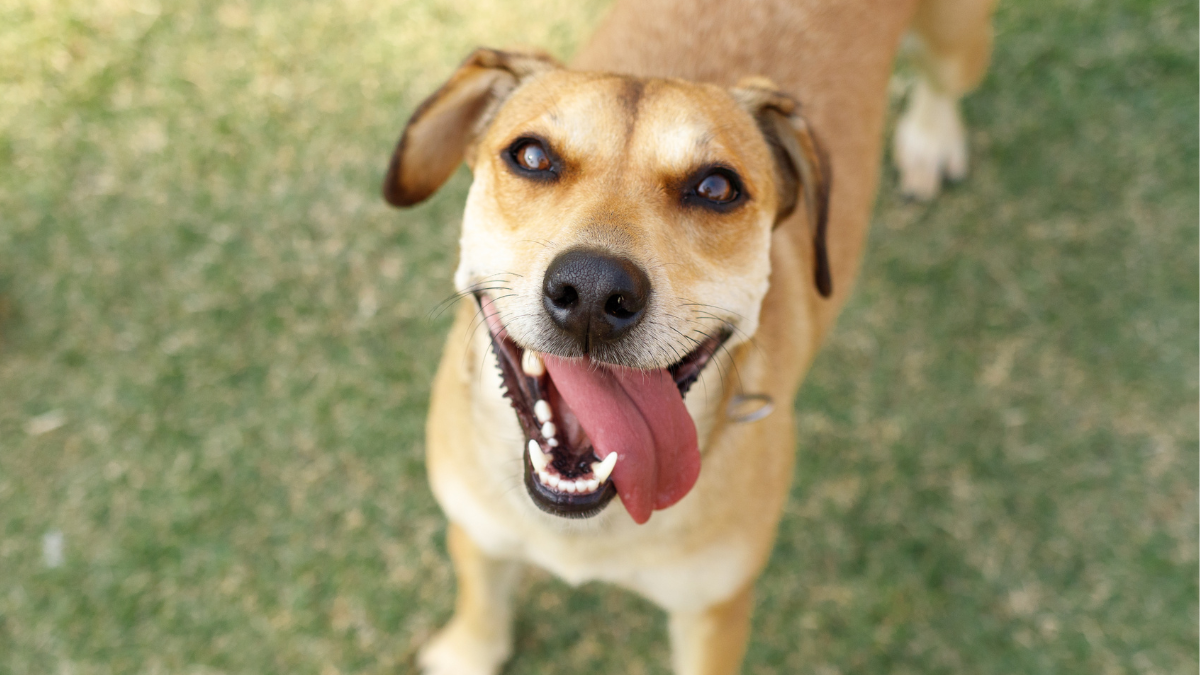 Top 5 raças mais populares no Brasil e na Petiko: por que os tutores amam tanto esses cães?